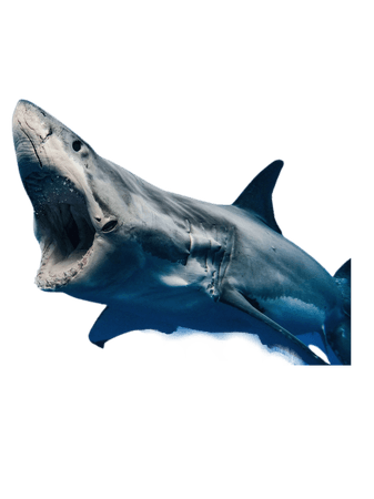 Great White sharks