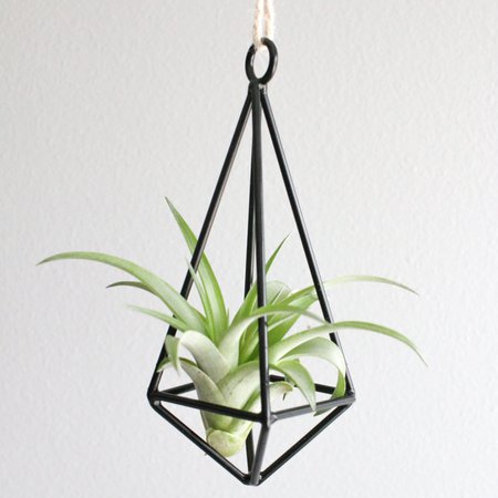 HANGING GEOMETRIC METAL PENDANT WITH ASSORTED AIR PLANTS