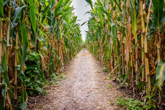 Corn Maze Tips & Tricks from Veteran Mazers - South Carolina Department of Agriculture