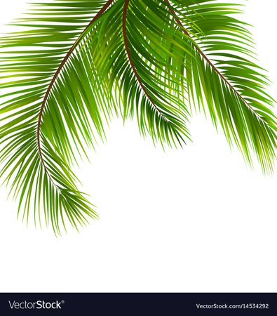 Exotic tropical background with palm leaves Vector Image