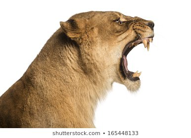lion - Google Search