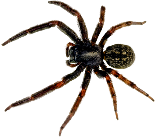 spider_PNG44.png (900×791)