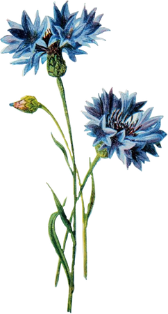 cornflower