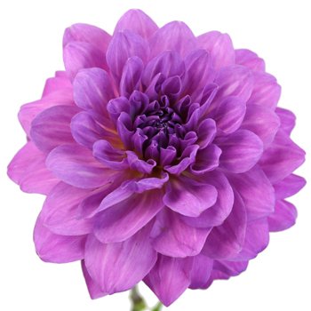 Purple Passion Dahlia Flower | FiftyFlowers.com