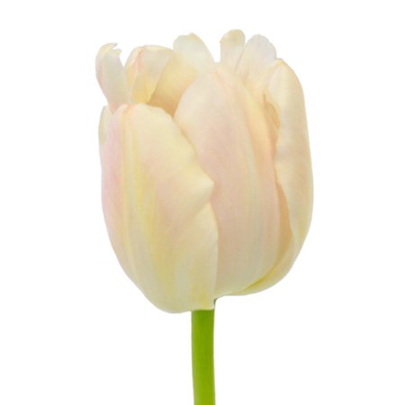 Soft Glow French Tulips | FiftyFlowers.com