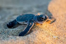 sea turtle - Google Search