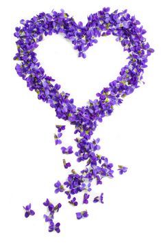 purple heart flowers