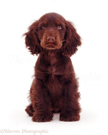 Dog: Chocolate Cocker Spaniel pup photo
