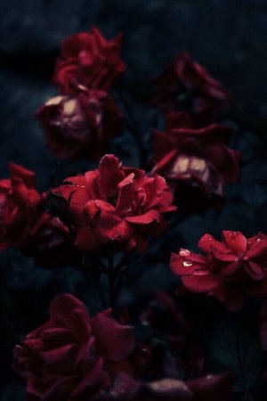 red roses aesthetic photography