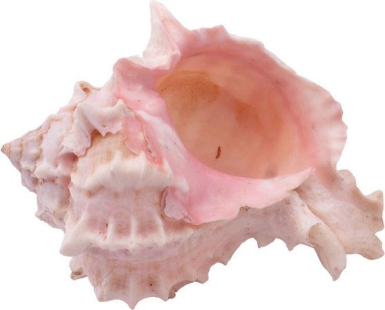 large pink shell