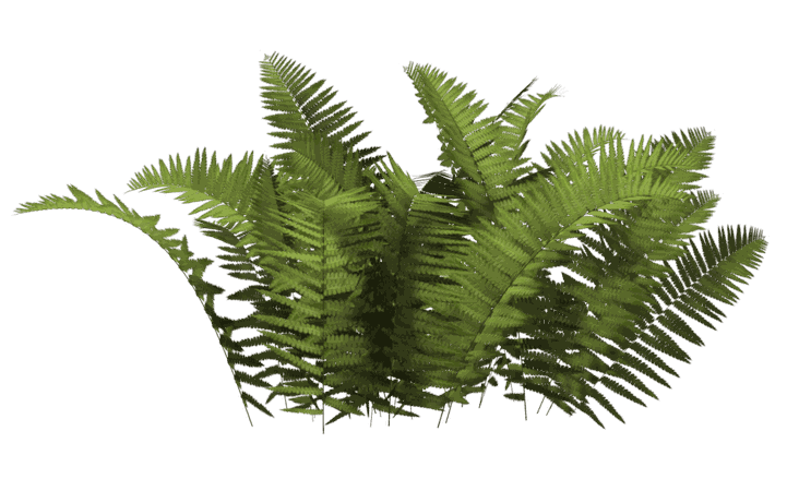 Ferns Bush transparent PNG - StickPNG