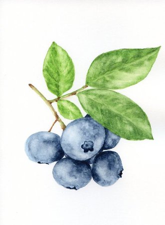 Watercolor Blueberries