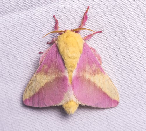 rosy-maple-moth1.jpg (1200×1081)