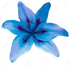 blue flower - Google Search