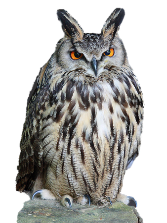 owl png transparent