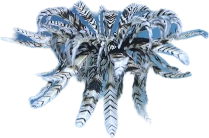 Crinoid Feather Star - Sea Animal