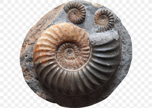 dinosaur fossil shell