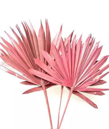 pink palm leaves