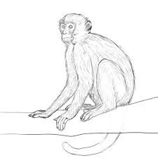 monkey drawing - Google Search