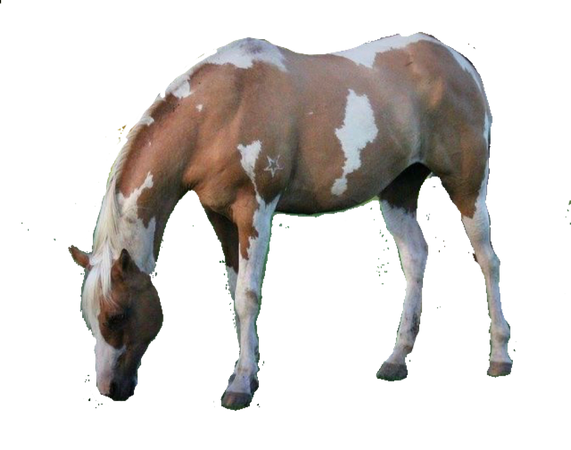 pinto paint horse pony western