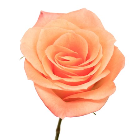 Tangerine Sunrise Sweetheart Roses | FiftyFlowers.com
