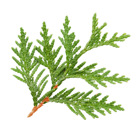 cypress tree leaves no background - Google Search