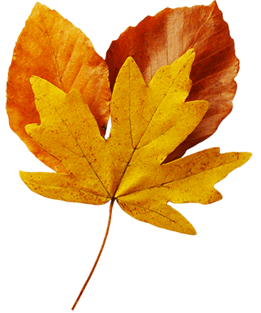 several-fall-leaves.png (366×439)