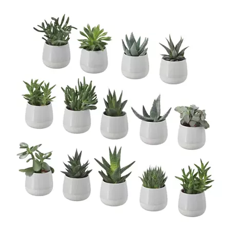 SUCCULENT Plant with pot - IKEA