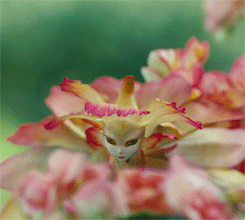 spiderwick-chronicles flower fairy