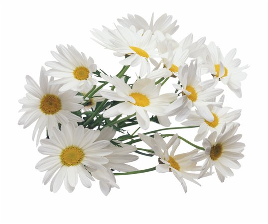 374-3746065_transparent-daisy-tumblr-transparent-background-daisies-png.png (920×770)