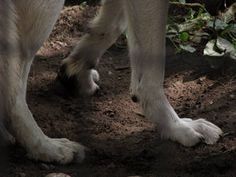 wolf paws