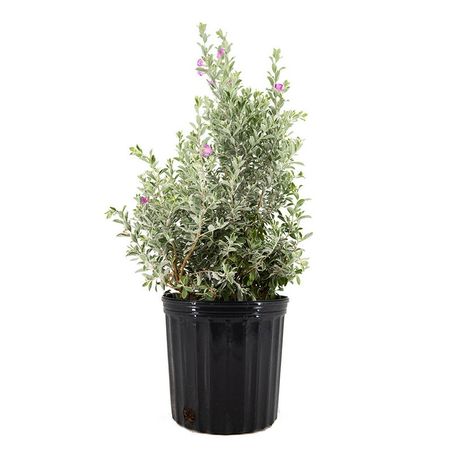 Texas Sage Live Plant 10 Pot Lavender/purple Flowers | Etsy