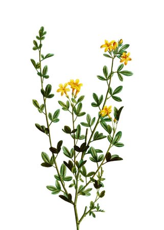 'Yellow Jasmine Flowers' Poster