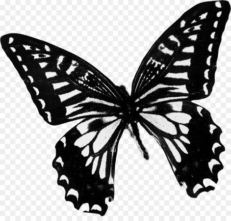 png black white butterfly