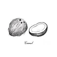 coconut art - Google Search