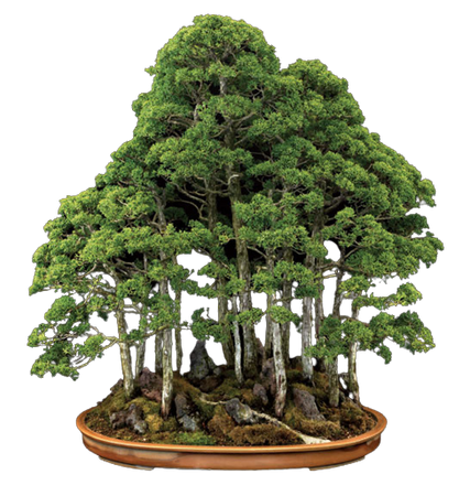 40 year old Juniper Bonsai from the Pacific rim Bonsai Collection by Jonathan Singer.