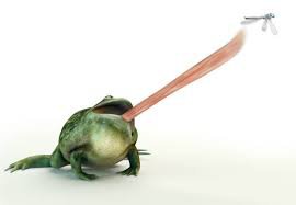 frog tongue - Google Search