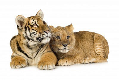 tiger cub white background - Google Search