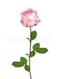white to pink roses transparent – Recherche Google