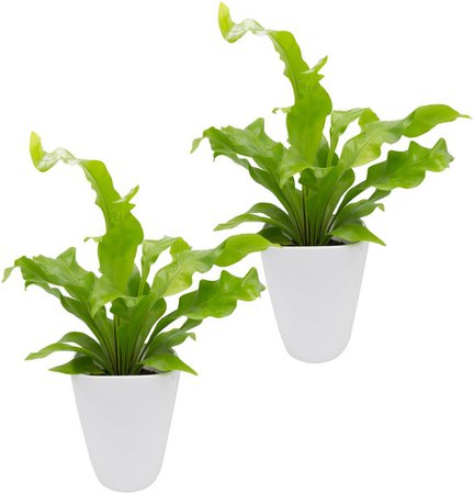 DOMINIK Zimmerpflanze »Farnpflanzen«, Höhe: 15 cm, 2 Pflanzen in Dekotöpfen | Moebel-Suchmaschine | ladendirekt.de