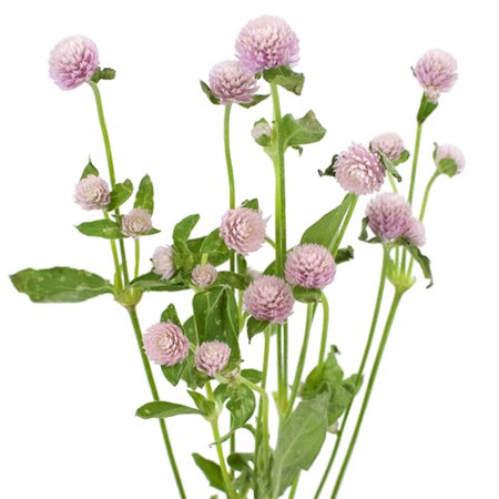 Pinky Lavender Gomphrena Fresh Flowers | FiftyFlowers.com