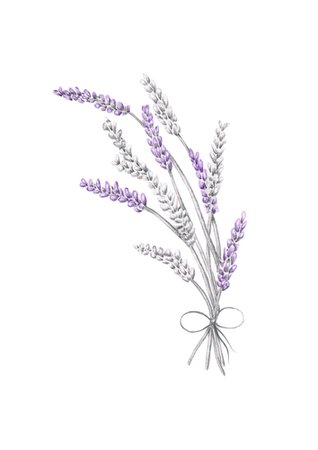 Lavender - Original Artwork / Annabelles Illustrations