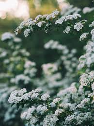 white fower aesthetic photos - Google Search