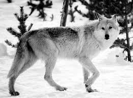 white-grey wolves