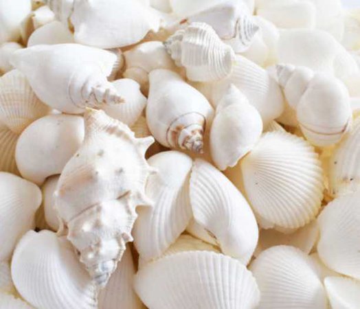 shells 🐚