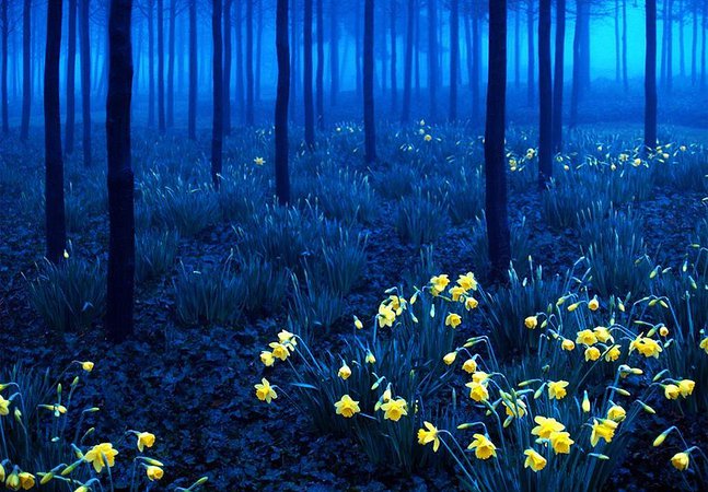 Most Beautiful Forests in The World