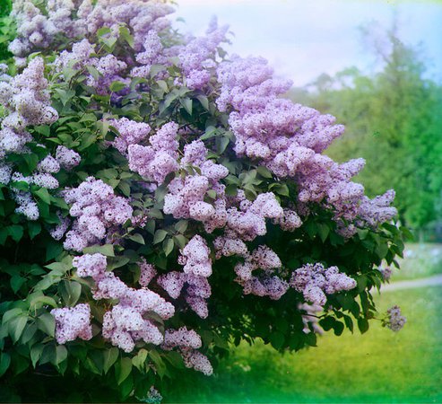 lilac may