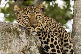 leopard animal - Google Search