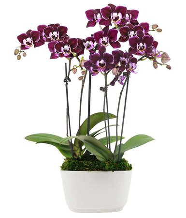 orchid – Vyhľadávanie Google