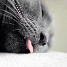 (309) Pinterest grey cat